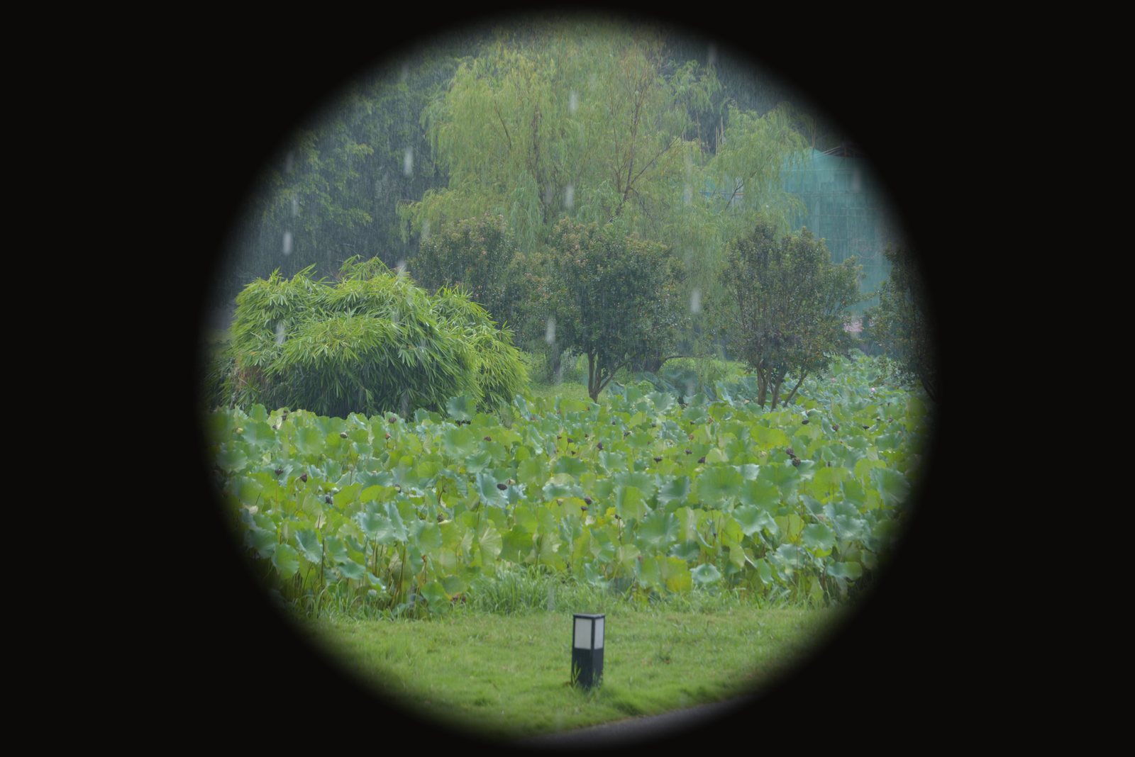 路边的花田与远山